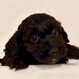 Bright Pink Collar - Black female Goldendoodle puppy in Valley Center, Kansas from The Goldendoodle Gal