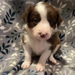 Saffron - White and red female Border Collie puppy in Markle, Indiana from Floating Axe Border Collies