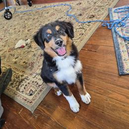 Nijur - Black tri female Miniature American Shepherd puppy in Marshfield, Missouri from Tntowne Miniature American Shepherds