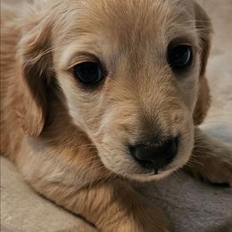 Andy - Red male Dachshund puppy in Lebanon, Oregon from Willow Moons Dachshunds