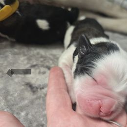 Black - Brown and white male Saint Bernard puppy in Lebanon, Oregon from Tonya Tate's Saint Bernards