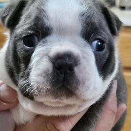 Boston Terriers from Bell's Bostons