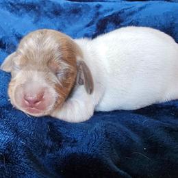 Isabella pie girl - Piebald female Dachshund puppy in Herald, California from Bluegum Dachshunds