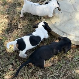 Dachshund Puppies from Matalik’s Mini’s