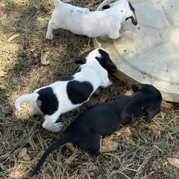 Dachshund Puppies from Matalik’s Mini’s