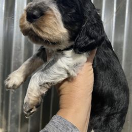 Green collar tri black roan - Black white and tan male English Springer Spaniel puppy in Jamestown, Kentucky from Waterworks Springers