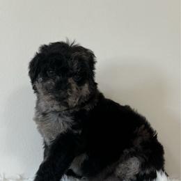 Rudy - Merle male Goldendoodle puppy in Fairmount, Georgia from Muscadine Meadows Farm