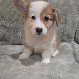 No Collar Female - Red female Pembroke Welsh Corgi puppy in Tenino, Washington from LoneStar Corgis NW