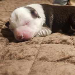 Comet - Red tri male Toy Australian Shepherd puppy in Crooksville, Ohio from West View Toy Aussies