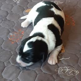 Girl 2 - female Double Doodle puppy in Johnston, Iowa from Trinity Doodles