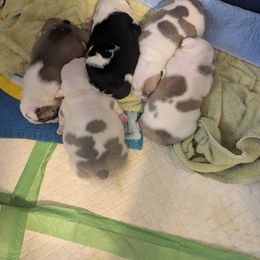 Bulldog Puppies from Hayzlett Family English Bulldogs