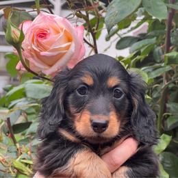 To be determined - Black and tan male Dachshund puppy in Oregon from SoCo Dachshunds