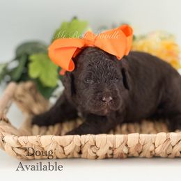 Doug - Chocolate male Labradoodle puppy in Taylor, Michigan from Mi Best Doodle Ever, LLC