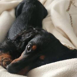 Dixie - Dachshund