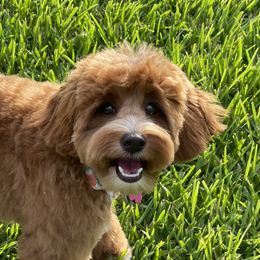 Ginger - Cockapoo
