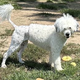 Portuguese Water Dog puppies from Stacy's PWD Portuguese Water Dogs