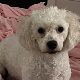 Jada - Poodle