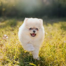 Kimchi - Cream sable parti female Pomeranian puppy in Fort Worth, Texas from Picture Perfect Poms