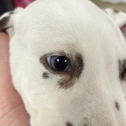 Boy 1 - White and liver brown Dalmatian puppy in West Lafayette, Indiana from Celestial Fyre Dalmatians