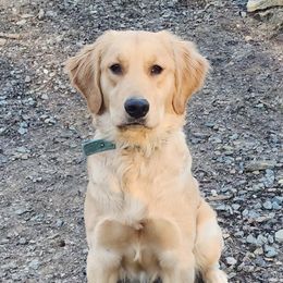 Emy - Golden Retriever