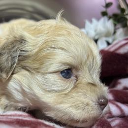 Cadence - Wheaten female Miniature Schnauzer puppy in Menifee, California from Moonshine’s Minis