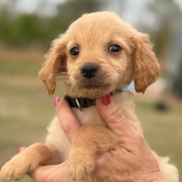 Nala - Apricot female Goldendoodle puppy in Ambrose, Georgia from Brandilyn's Aussies