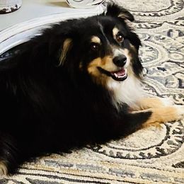 Spot - Miniature Australian Shepherd