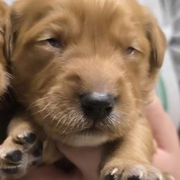 Jailbreak - Dark golden female Golden Retriever puppy in Princeton, Minnesota from Bewitched Goldens