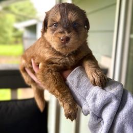 Arcanine - Red and white male Pomsky puppy in Campton Hills, Washington from Urban Miracle’s
