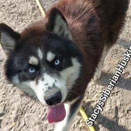 Wong - Black and white male Siberian Husky puppy in Savannah, Georgia from Stacy's Siberian Huskies