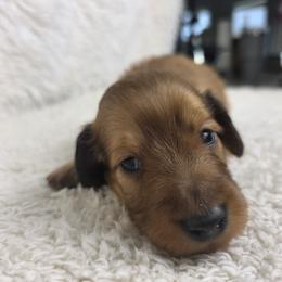 Marvel - Red male Dachshund puppy in Dade City, Florida from Kingpindoxies