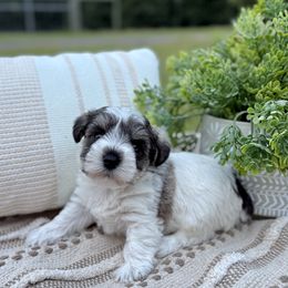 Giant Schnauzer and Miniature Schnauzer Puppies from Hillside Kennels