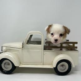 Frost - Red male Pembroke Welsh Corgi puppy in Waco, Texas from The Comma Corgis