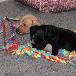 Dachshund and Pug Puppies from Wiggle'n V Ranch