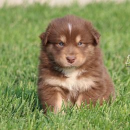 Australian Shepherd, Miniature American Shepherd, and Miniature Australian Shepherd Puppies from Painted Blue Aussies