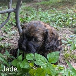 Jade - Brown and tan female Cockapoo puppy in Sunset, Louisiana from Cano Cockapoos