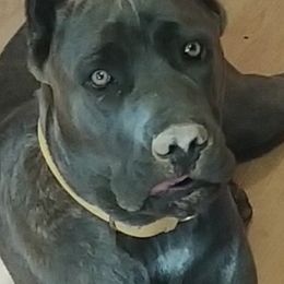 Maebelle - Cane Corso
