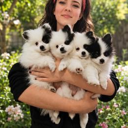 Pomeranian Puppies from Perfectly Pampered Pomeranians