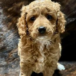 Aussiedoodle, Cockapoo, and Havapoo Puppies from Kaitlen Wood