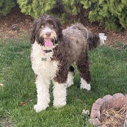 Harbor - Portuguese Water Dog