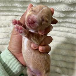 Waffles - Piebald male Dachshund puppy in Rialto, California from DashiesDachLLC