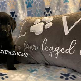 Girl 1 - Black female Labrador Retriever puppy in Palmdale, California from Sweet As Sugar Labradors