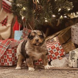 Rory - Blue merle female Australian Shepherd puppy in Uvalda, Georgia from Happy Ours Australian Shepherds