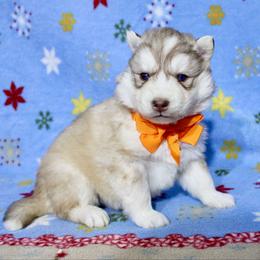 Fiona(S7) - Red and white female Siberian Husky puppy in Lunenburg, Vermont from SNOW WOOLY HUSKY