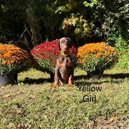 Yellow - Red and rust female Doberman Pinscher puppy in Knox, Indiana from Double River Dobermans