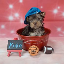 Koko - Chocolate and tan male Yorkshire Terrier puppy in Albany, Minnesota from Sandy's Yorkshire Terriers