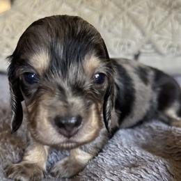 Boy 1 - Dapple male Dachshund puppy in Fieldbrook, California from Honeydox Miniature Dachshunds