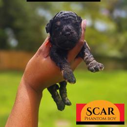 Scar - Black and tan male Cavapoo puppy in Memphis, Tennessee from J'Adore Doodles