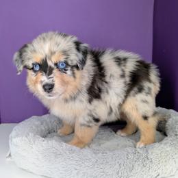 Remi4Girl1- BMF, LONG tail, blue eyes likely, CHIC-OFA-DNA-AKC Titled Parents - Blue merle female Australian Shepherd puppy in South Hill, Virginia from Silverside Aussies LLC