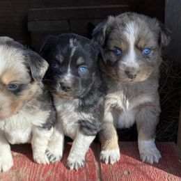 Miniature Australian Shepherd Puppies from C&J Miniature Aussies